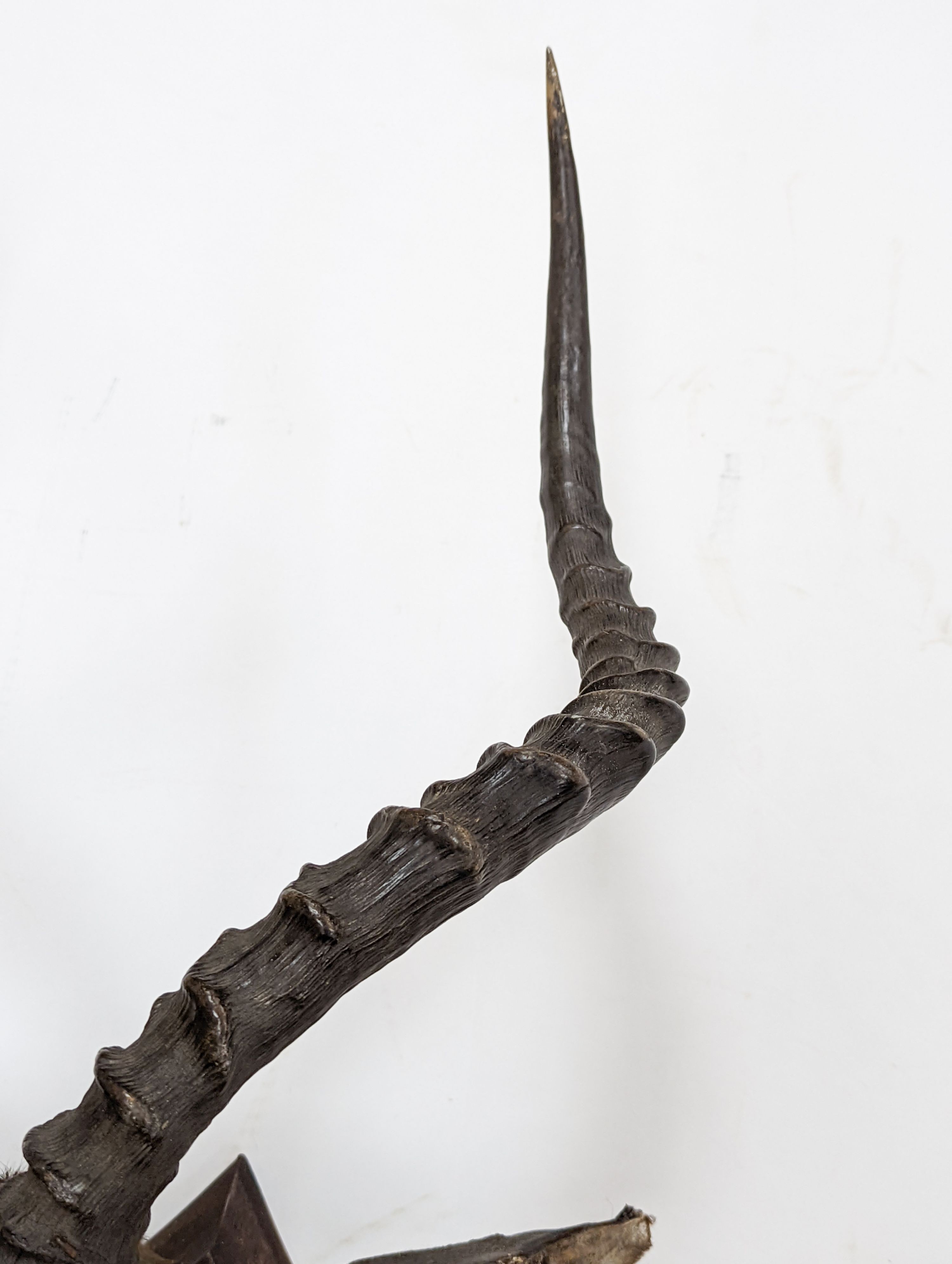 A taxidermy Common Impala (Aepyceros Melampus) c1872, on an oak shield 'Pallah Zululand, 1872' labelled verso Rowland Ward & Company, 87cm high.